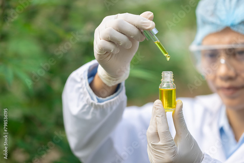 The hands of scientists dropping marijuana oil for experimentation and research  Concept of herbal alternative medicine  cbd hemp oil  pharmaceptical industry.