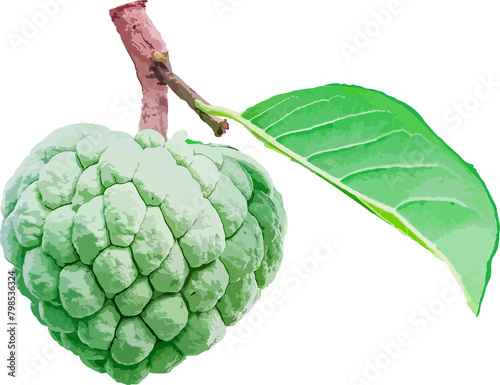 Annona squamosa, Sugar-apple, sweetsop, or custard apple, on a brown background, vector illustration. vector fruits. photo