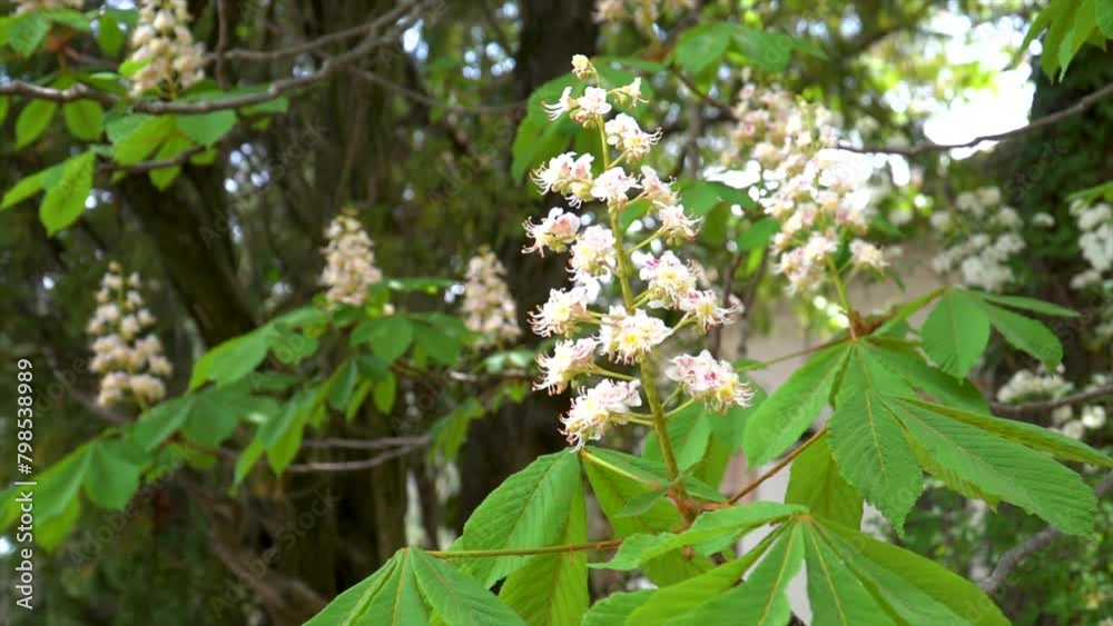 Slow motion, blossom of a horse chestnut tree, Aesculus Hippocastanum. Slow motion, blossom of a horse chestnut tree, Aesculus Hippocastanum.