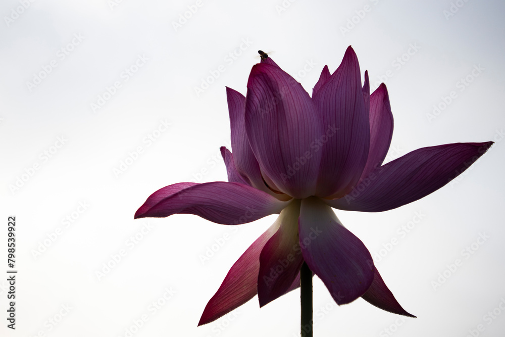 연꽃,Lotus