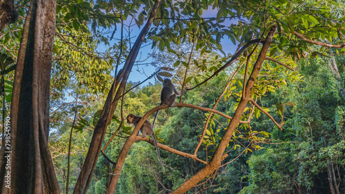 Wild long-tailed monkeys perched on a tree. Macaques are holding onto branches, looking around. Lush green foliage against a blue sky background. Malaysia. Borneo. Sandakan.