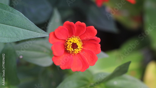 red flower was blooming on the road