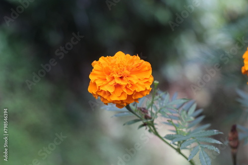 yellow marigold flower nature photography
