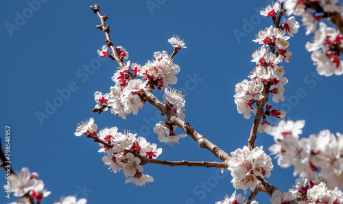 Close-up of apricot blossoms in springtime on a tree in the Himalaya Mountains in India