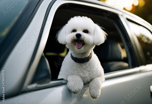Looking Frise out car window Bichon