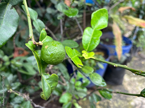 Foto small orange fruit
