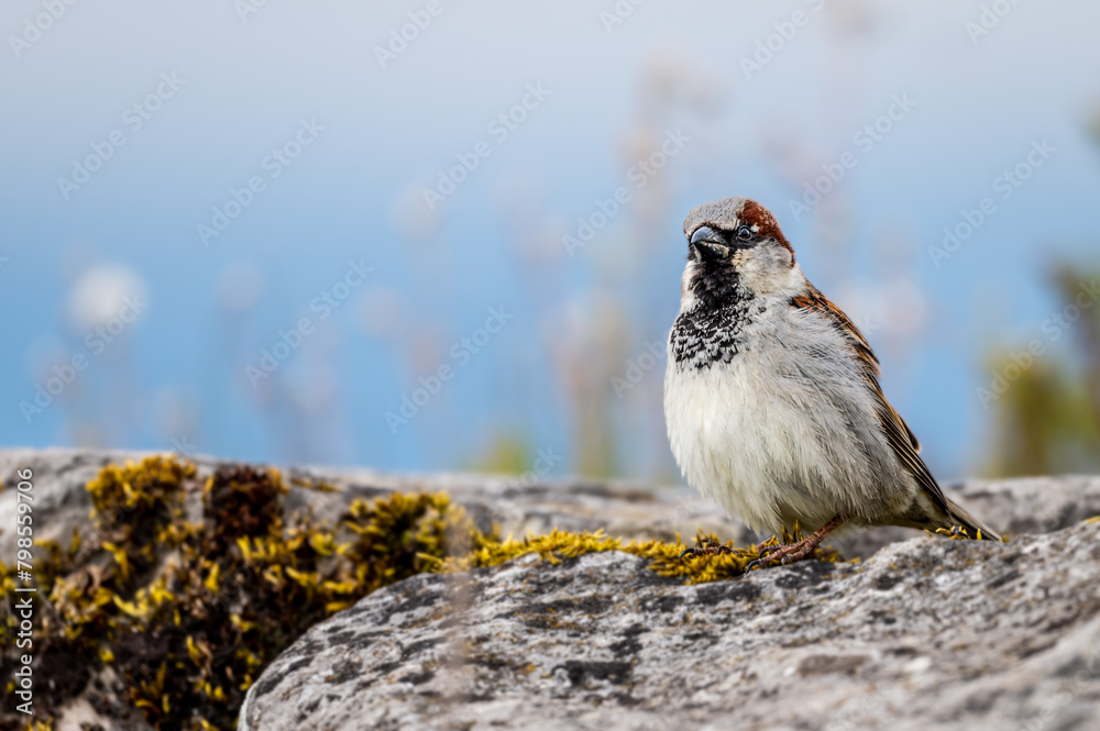 Naklejka premium Sparrow on the ground. House sparrow perching on rock in spring.