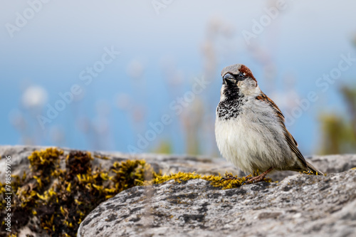 Sparrow on the ground. House sparrow perching on rock in spring.