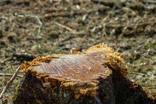 Forestry. Birch stumps after winter logging in the spring. The tree begins to secrete birch syrup