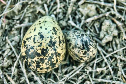 Nest parasitism. Eggs of different bird species in one nest. Probably, owner of nest Lapwing (Vanellus vanellus) rolled collared pratincole (Glareola platincola egg or evicted pratincole. N Black Sea photo