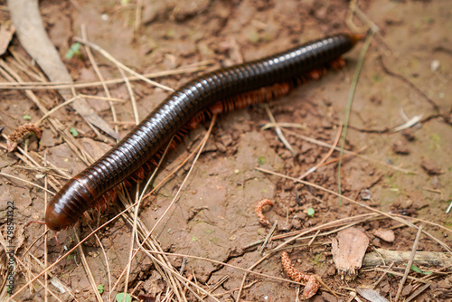 Millipedes walk on the ground with dry twigs as a barrier to travel.