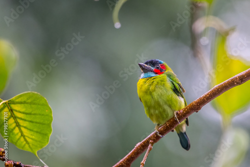 Wallpaper Mural Blue-eared Barbet (Psilopogon duvaucelii ) launching off from tree branch in thick tropical rainforest in namtok saikhao National Park Thailand, Asia.video Torontodigital.ca