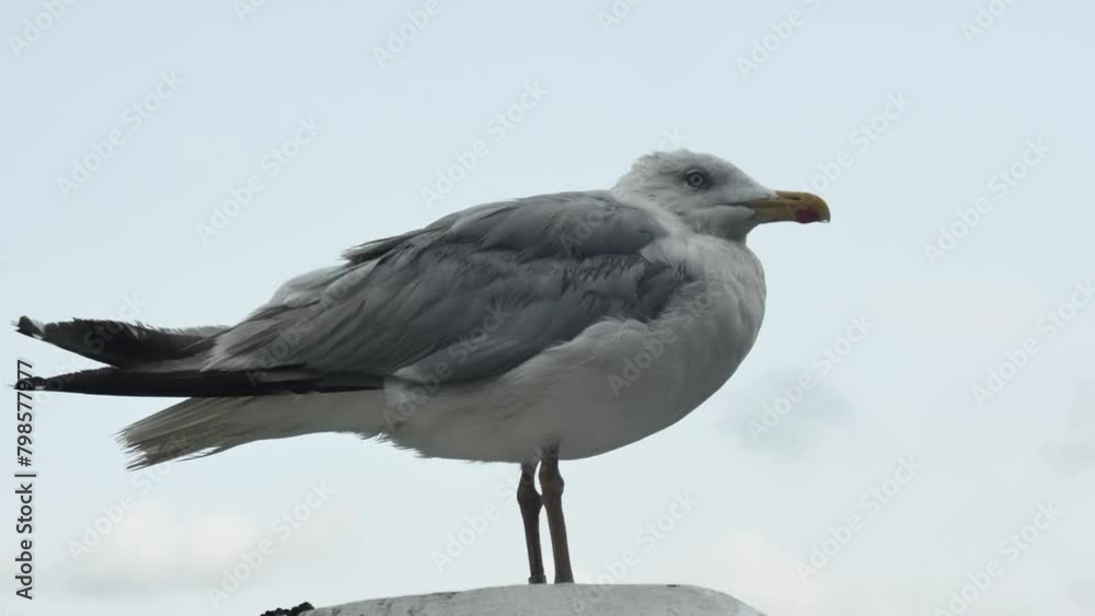 close-up of a seagull resting on a wooden pole against the sky, side view close-up of a seagull resting on a wooden pole against the sky, side view