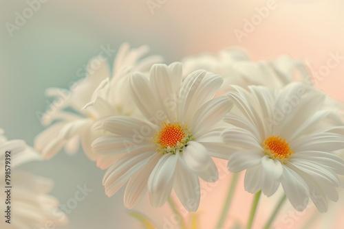 A close-up of vibrant white daisies  symbolizing innocence and purity  placed against a soft  pastel-colored background