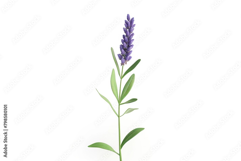 A single lavender plant, isolated against a stark white background, detailed enough to see individual lavender buds and the texture of the leaves A single lavender plant, isolated against a stark white background, detailed enough to see individual lavender buds and the texture of the leaves