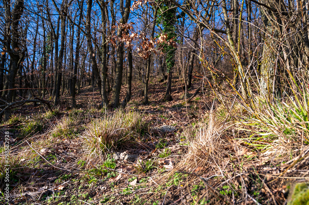 Dry autumn forest on the hillside. Blue sky. Dry autumn forest on the hillside. Blue sky.