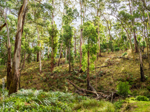 Wombat State Forest Slope