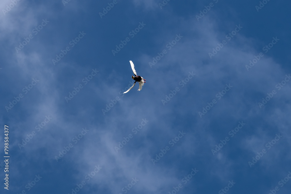 fickle dove descending from the sky