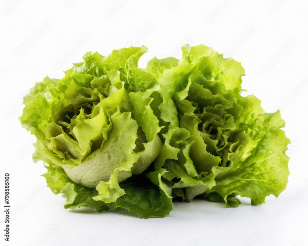 lettuce green leafs on white background lettuce green leafs on white background
