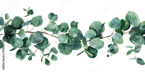 Watercolor eucalyptus leaves garland isolated on white background