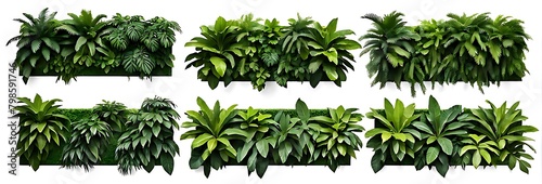  Set of green garden walls from tropical plants, isolated on white background, cut out 