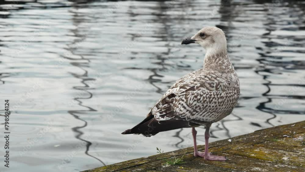 side view of a young seagull against the background of a calm sea in the port side view of a young seagull against the background of a calm sea in the port