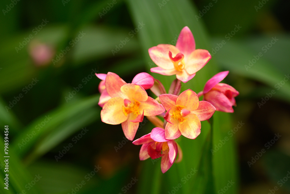 Pink Yellow Orchid flower (Spathoglottis plicata Blume) Pink Yellow Orchid flower (Spathoglottis plicata Blume)