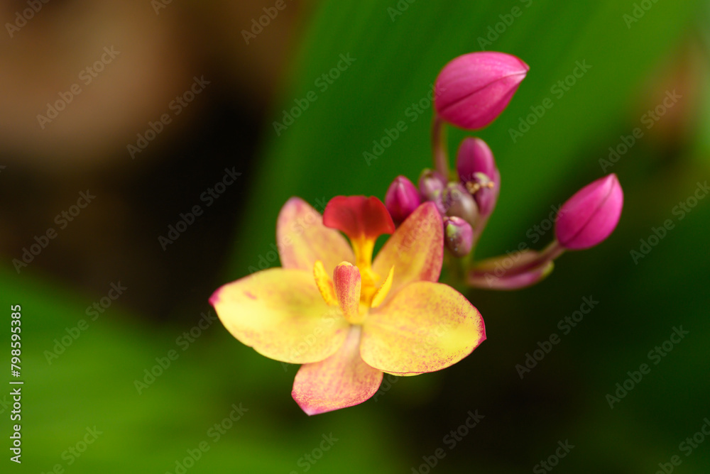 Yellow Pink Orchid flower (Spathoglottis plicata Blume) Yellow Pink Orchid flower (Spathoglottis plicata Blume)