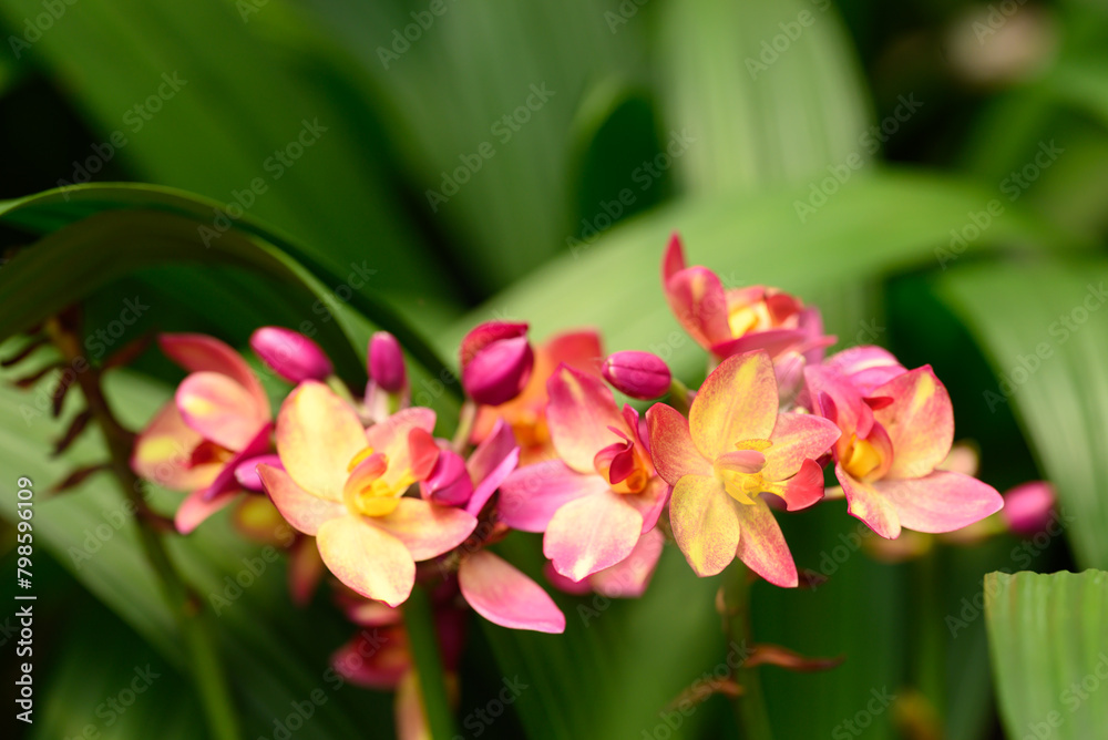 Pink Yellow Orchid flower (Spathoglottis plicata Blume) Pink Yellow Orchid flower (Spathoglottis plicata Blume)