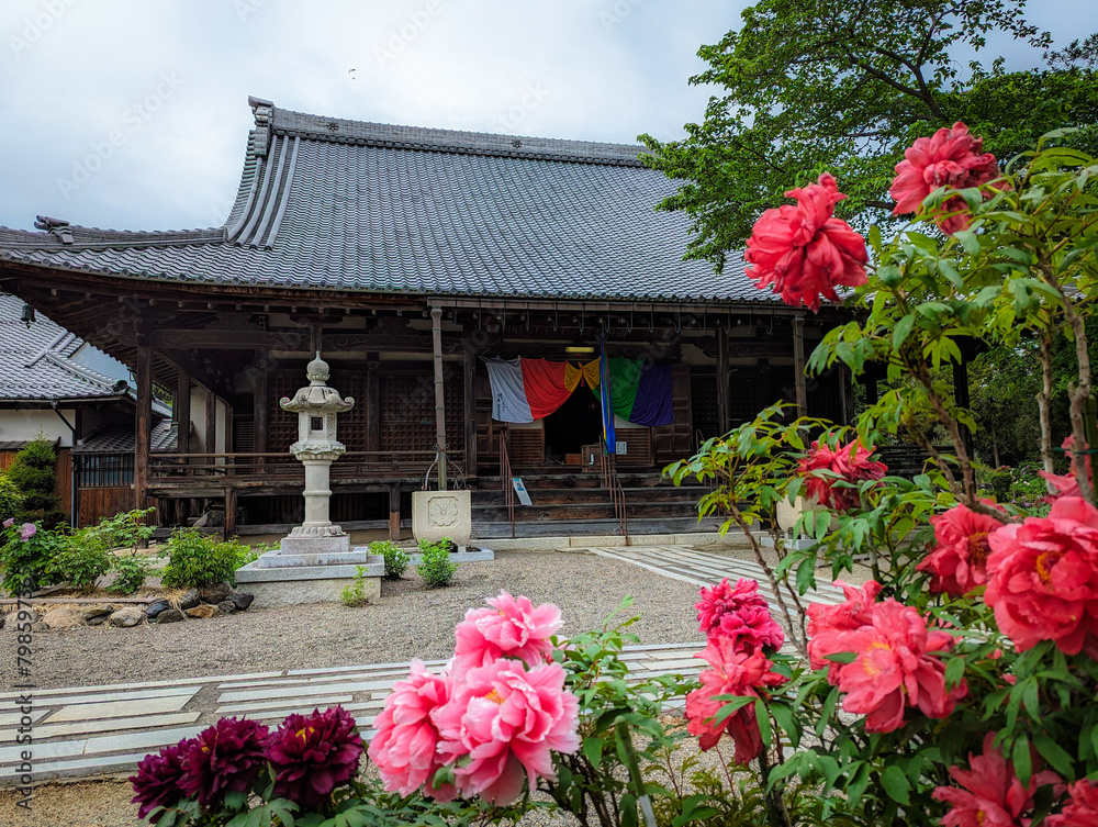 Obraz premium 滋賀県長浜市の総持寺の本堂と満開の牡丹