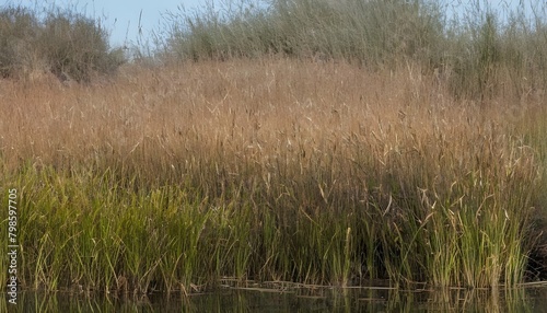 Ducks Nestled Among Tall Grasses And Cattails