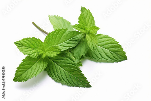 fresh green mint leaf on white background