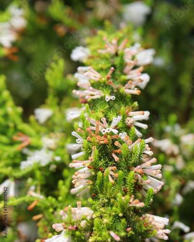 Erica White flowers, African plants. Nature beauty, macro photography