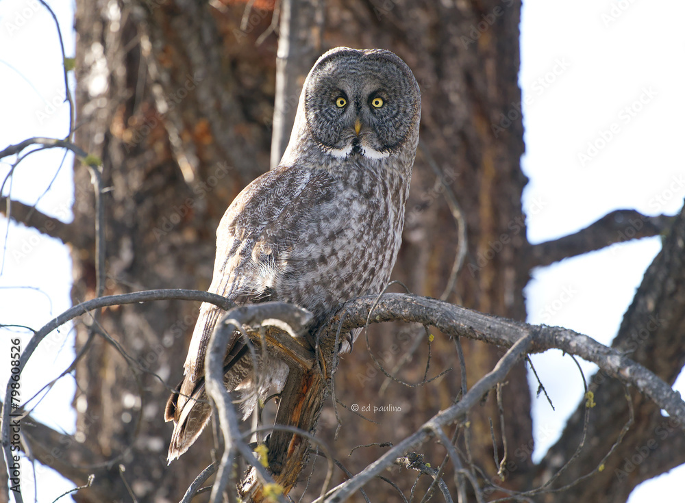 Fototapeta premium Great Gray Owl