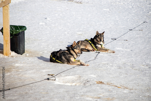 Wolfhounds, members of a sled dog team, sunbathing at the Mont-Cenis, a massif of the French Alps