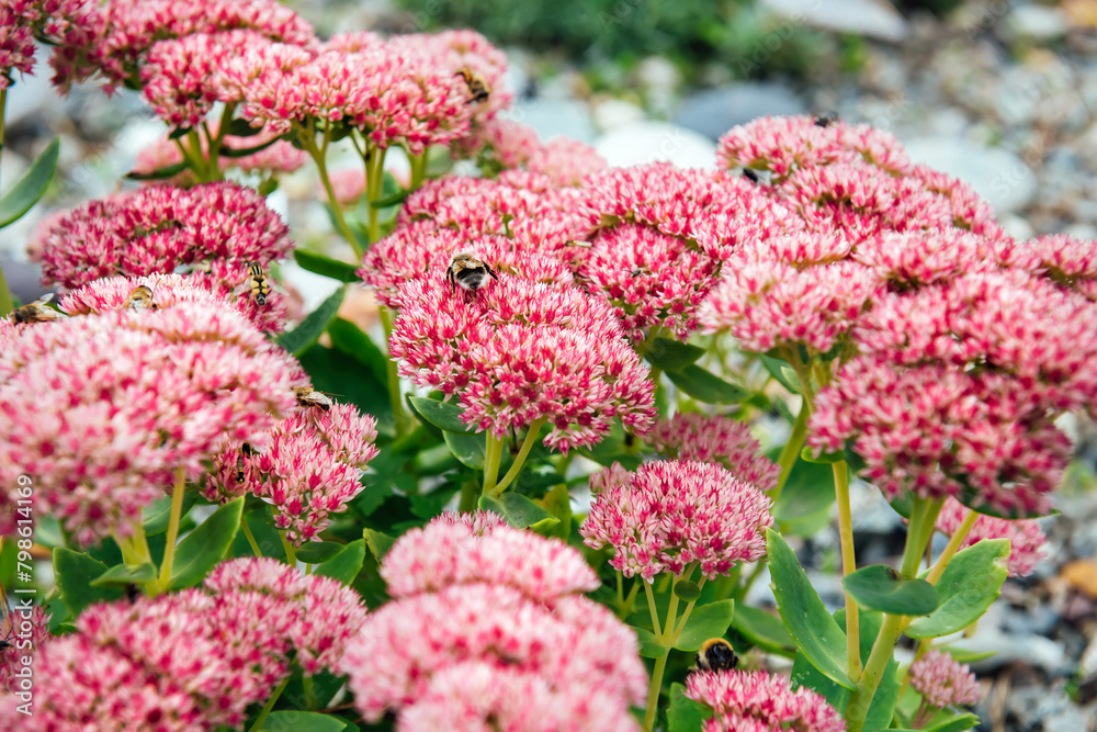 Natural background of pink blooming flowers. Bees and bumblebees crawl around in search of pollen on Sedum telephium, Stonecrop flowers close-up brighten the autumn garden Natural background of pink blooming flowers. Bees and bumblebees crawl around in search of pollen on Sedum telephium, Stonecrop flowers close-up brighten the autumn garden