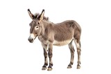 Donkey stands against white backdrop