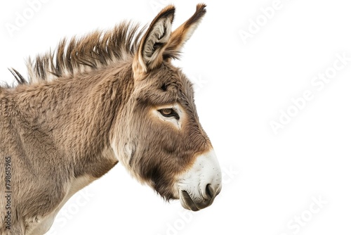 Serene image of a donkey against a white background © ridjam