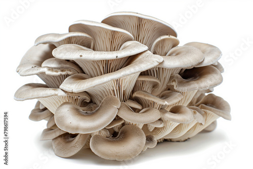 Delicate Gray Oyster Mushrooms on white background.