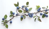 Blueberries and leaves on a white background, viewed from above. A blueberry banner with space for design in the style of fresh blue berries on branches