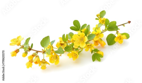 Beautiful yellow flowers and green leaves of barberry plant on branch isolated on white background