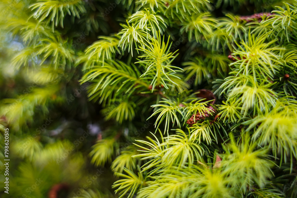 pine needles pine needles