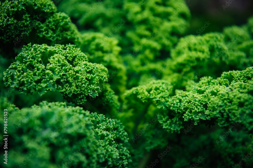 Growing Kale green cabbage, curly kale, on a farm for business, in the fields. Deep green natural background, selective focus, copy space Growing Kale green cabbage, curly kale, on a farm for business, in the fields. Deep green natural background, selective focus, copy space