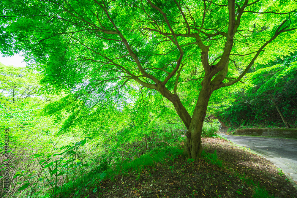 Obraz premium 熱海の山の上の神社