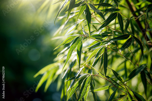 Sunlit Bamboo Leaves in Lush Garden - Essence of Growth and Tranquility