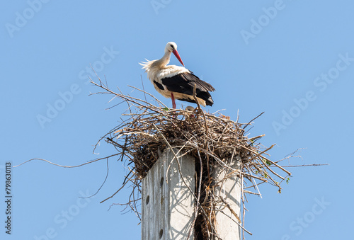Stork standing on a concrete pole building a nest © Dusan Kostic