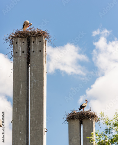 Stork standing on a concrete pole building a nest © Dusan Kostic