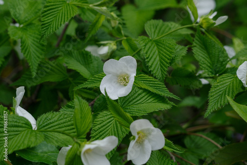 シロヤマブキが咲く東京港区赤坂4丁目