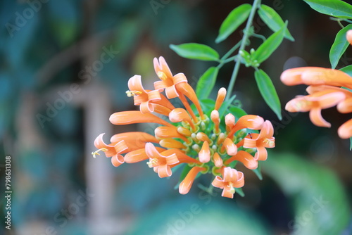 A close-up photograph of Pyrostegia flower photo