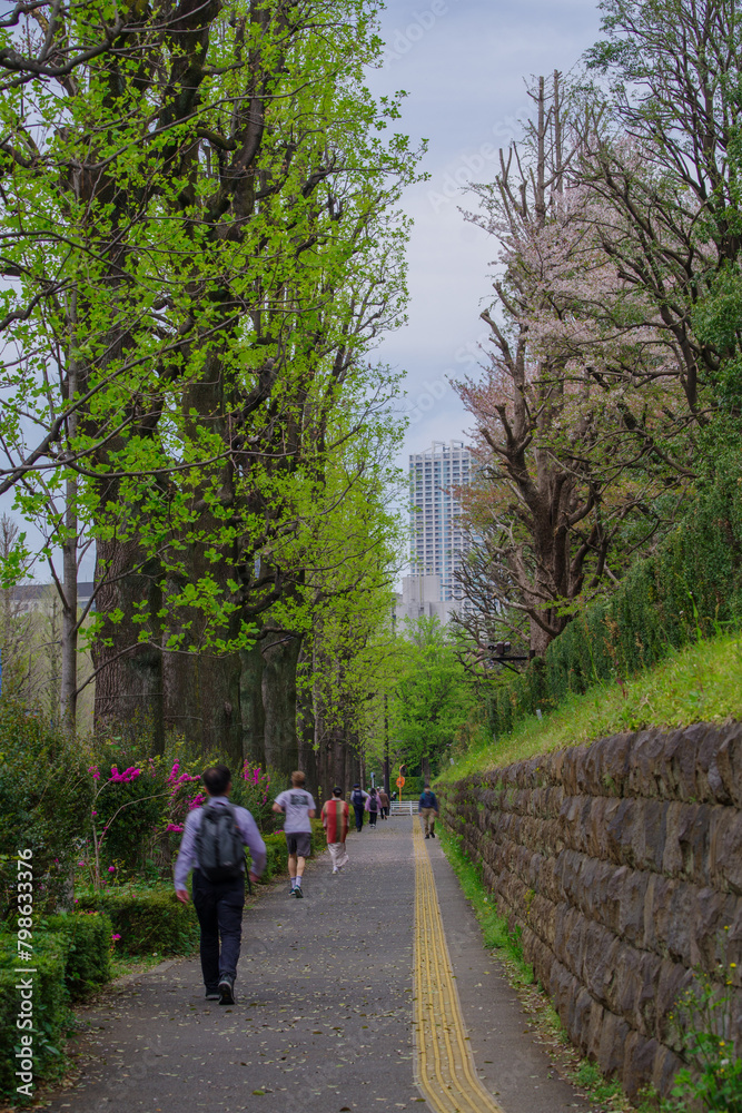 新緑が美しい東京港区元赤坂の歩道
